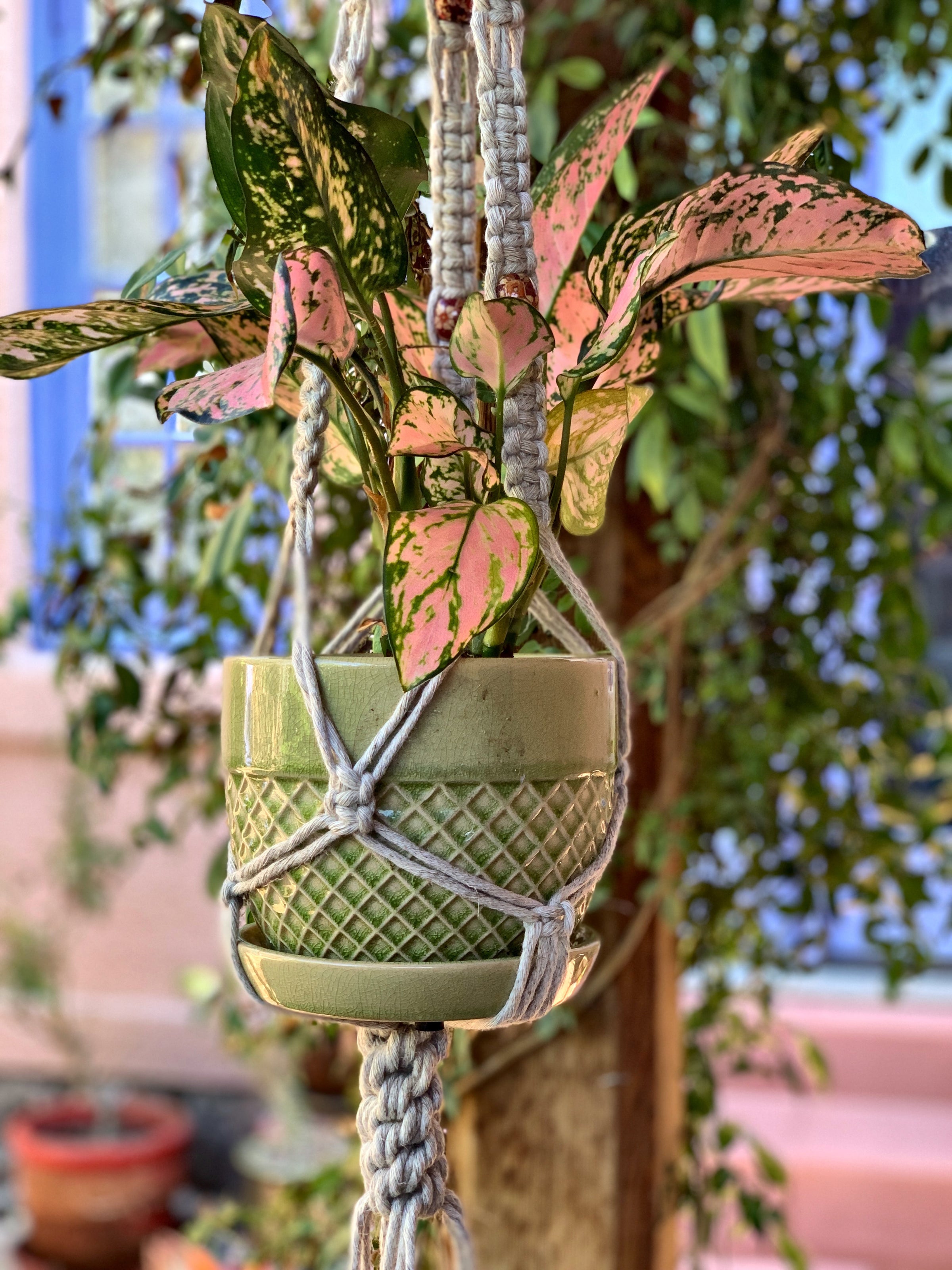 Large Macrame Plant Hanger